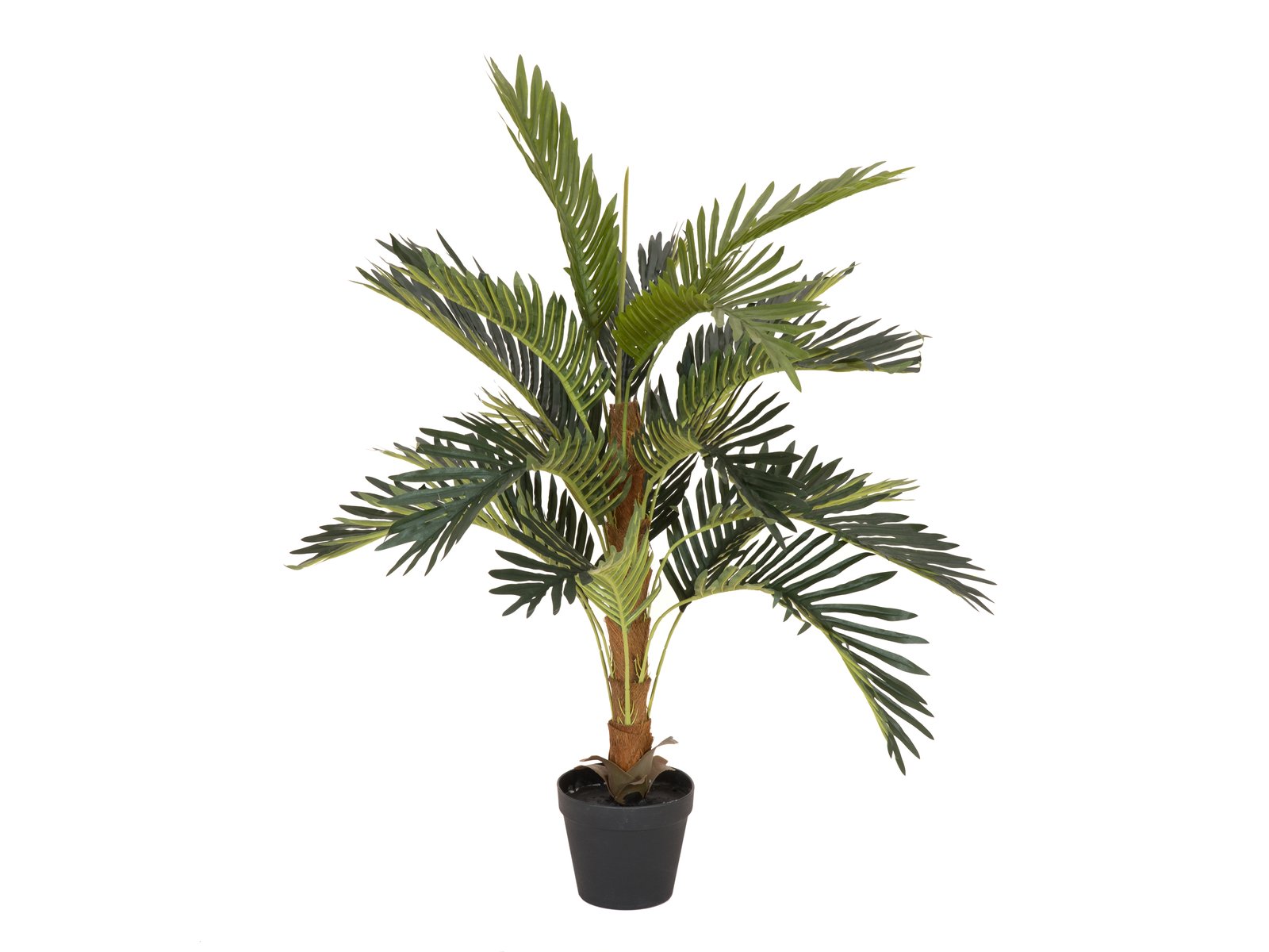Kokosová palma, 90cm