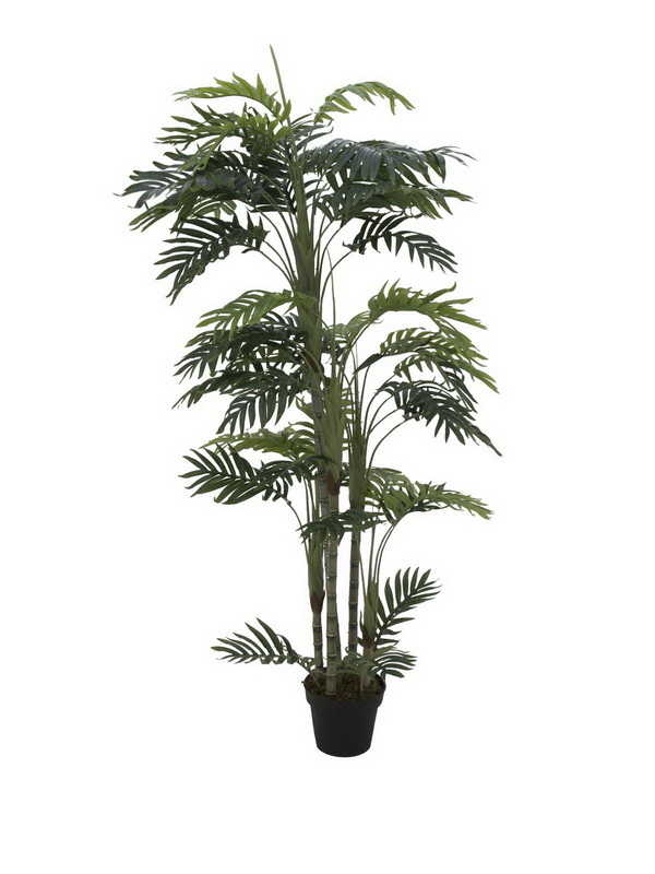 Phoenix palma - 5 kmenů, 170cm
