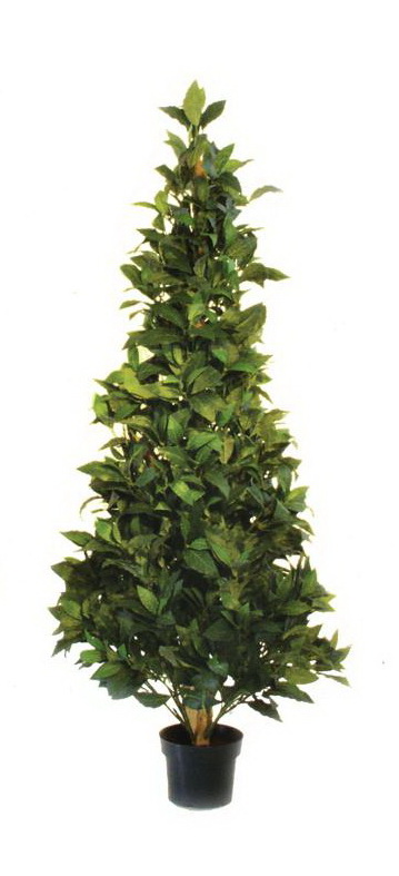 Vavřín kuželovitý - přírodní kmen, 120 cm