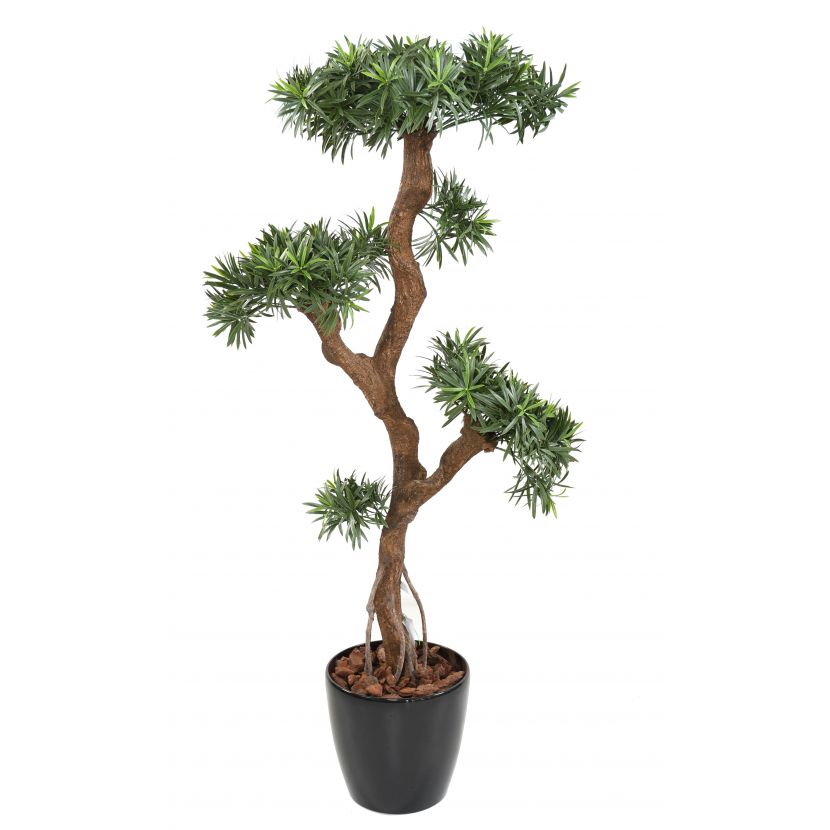 Bonsai Podocarpus deluxe - kroucený kmen, 135cm