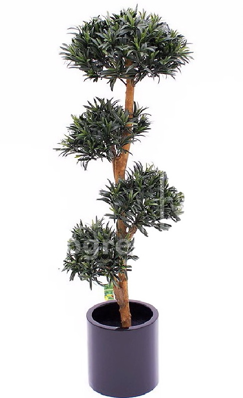 Bonsai Podocarpus - přírodní kmen, 120cm
