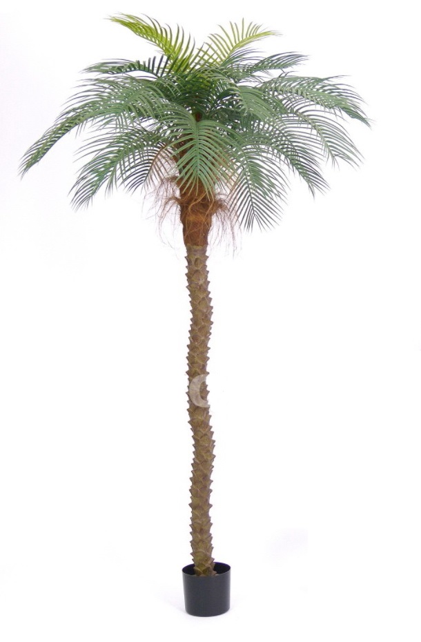 Datlová palma, 220cm