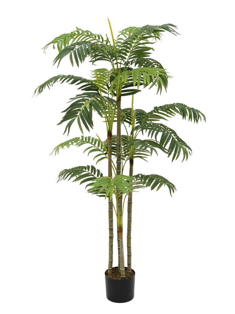Areca palma - 5 kmenů, 180cm