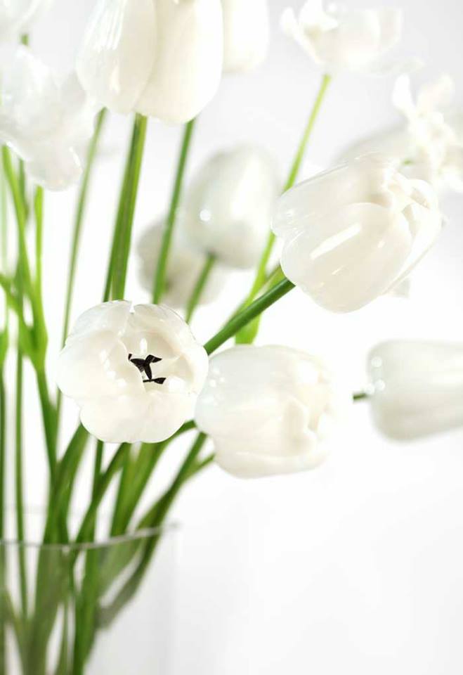 Tulipán bílý krystalický 61cm, 12ks