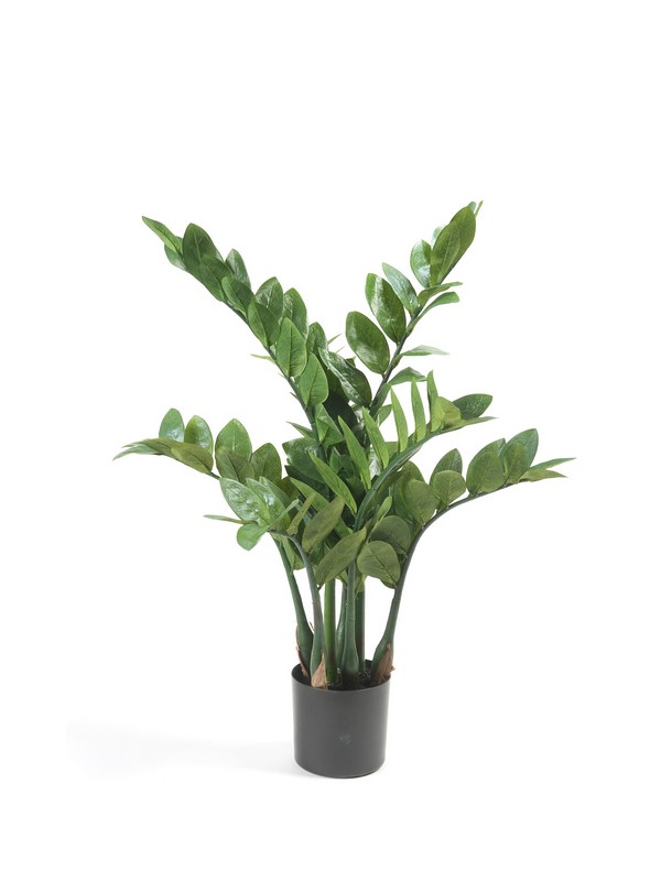 Zamiifolia - Zamioculcas, 70cm