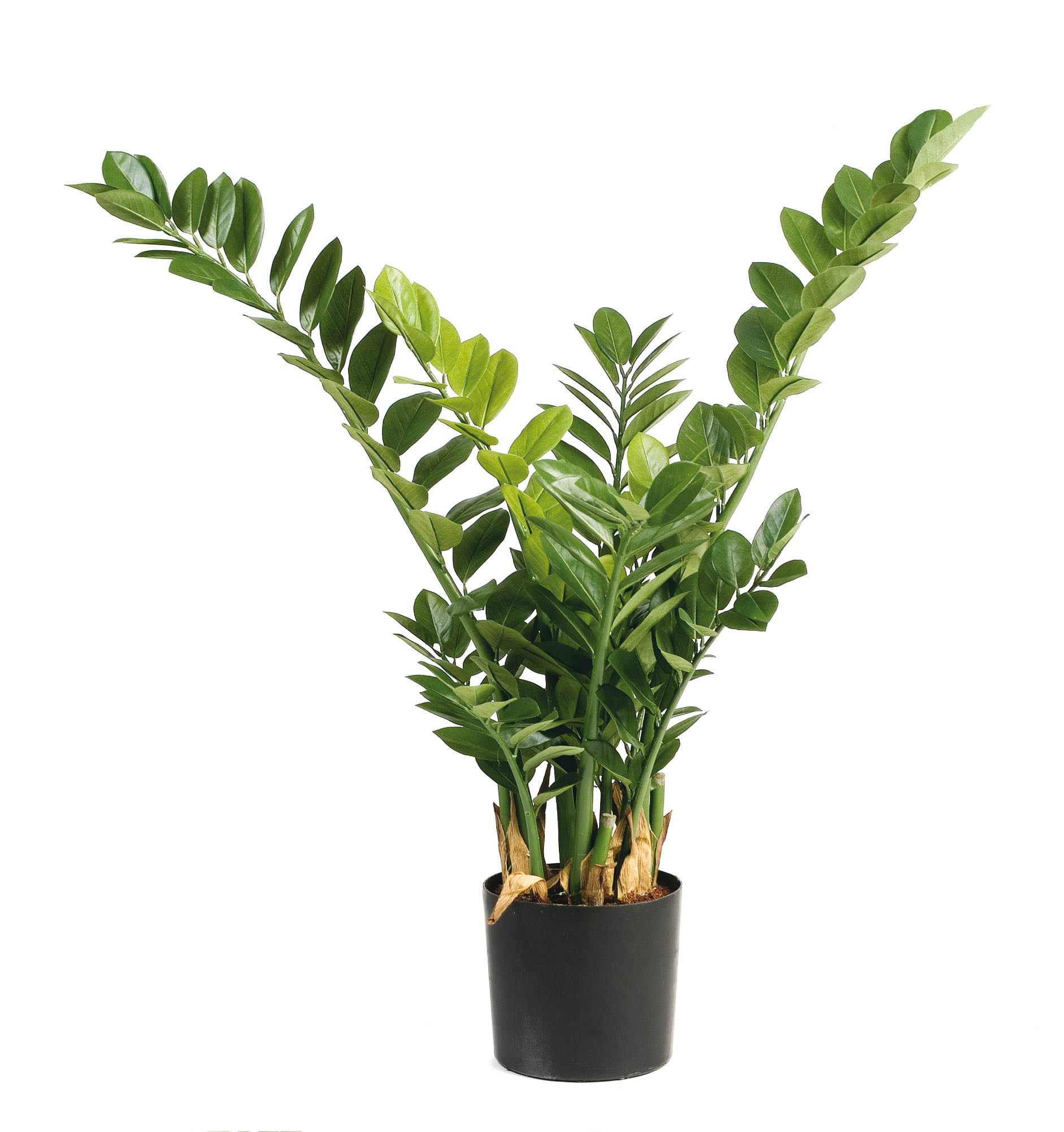 Zamiifolia - Zamioculcas, 90cm