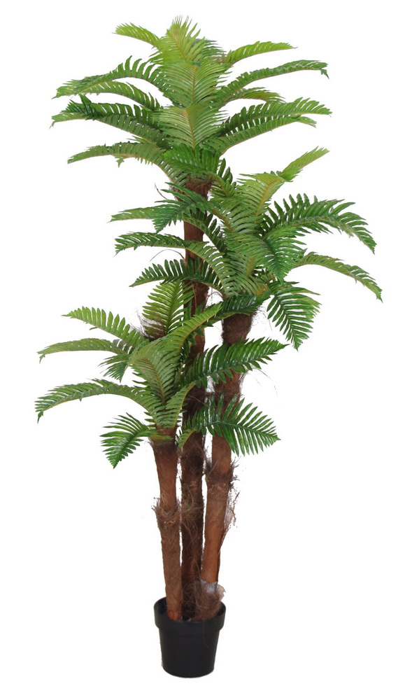 Kapradinová palma - přírodní kmeny, 180cm