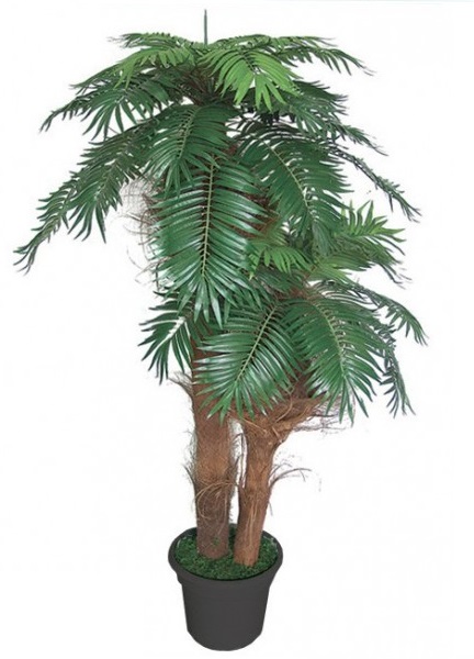 Královská kokosová palma - přírodní kmeny, 170cm
