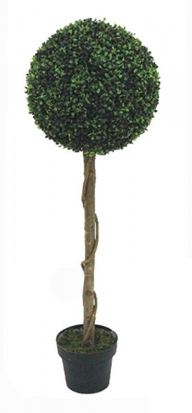Buxus strom na kmenu 34cm, výška 120cm