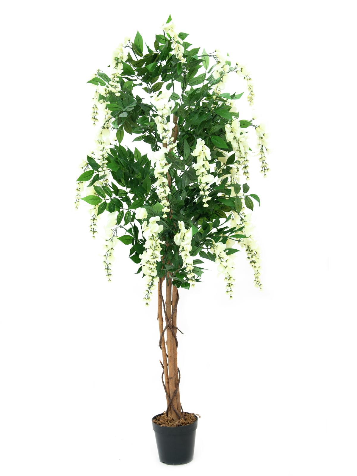 Vistárie strom - přírodní kmen, bílá, 180 cm