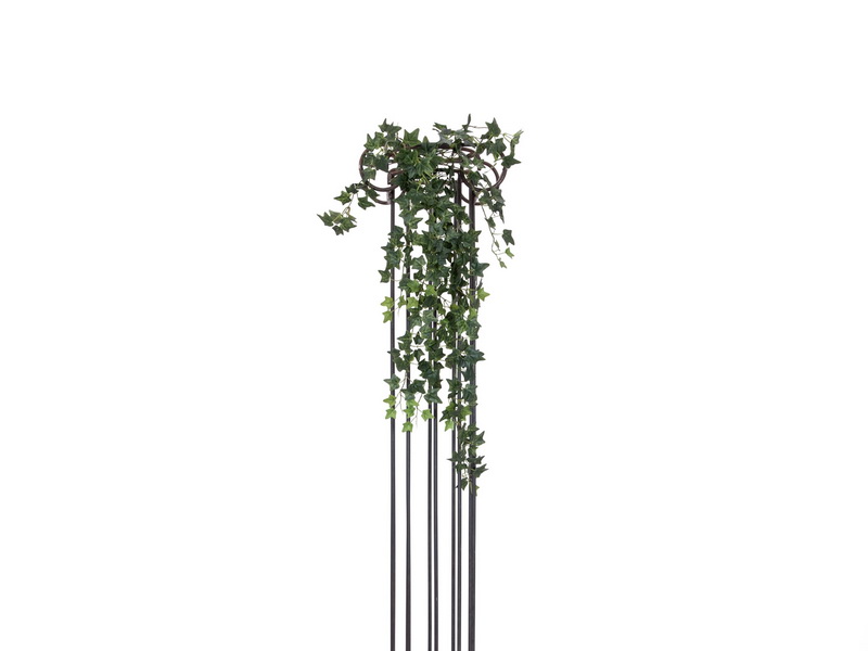 Holandský břečťan zelený, 100cm