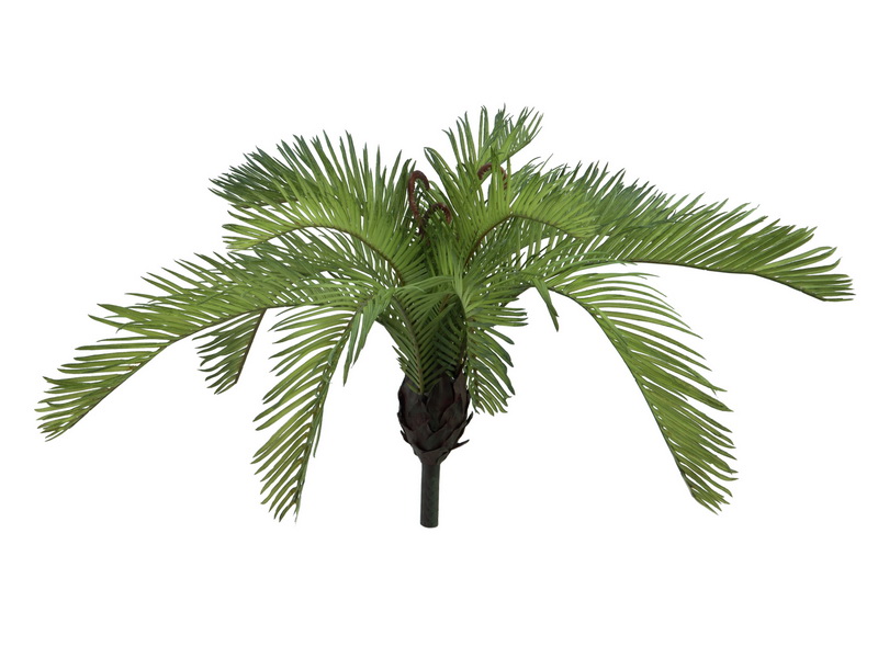 Cycas palma, 50cm