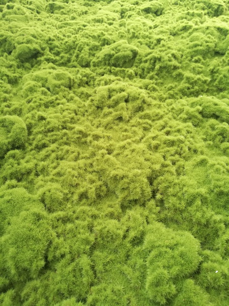 Umělá živá zelená stěna MECH, 200 x 100cm