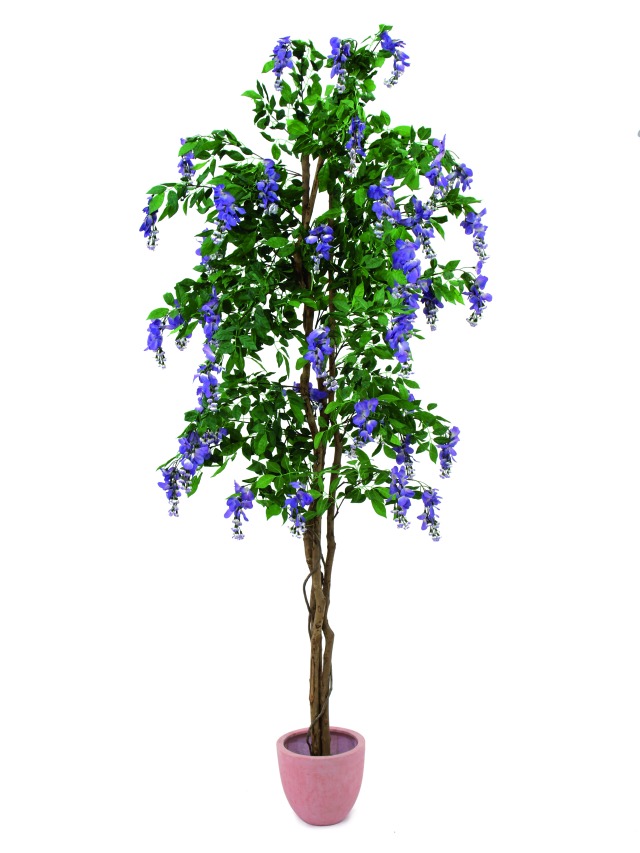 Vistárie strom fialová, 210cm