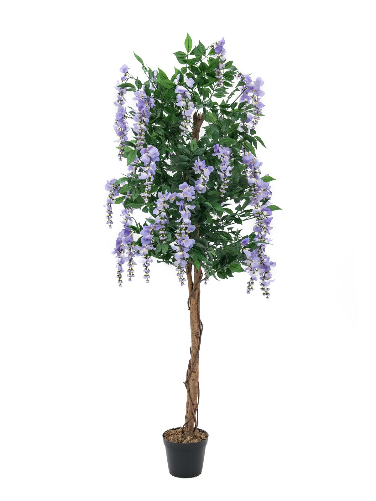 Vistárie strom - přírodní kmen, fialová, 240cm