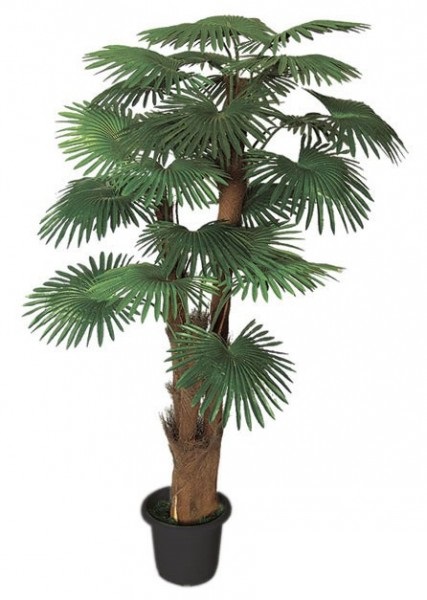 Fan palma - přírodní kmeny, 180cm