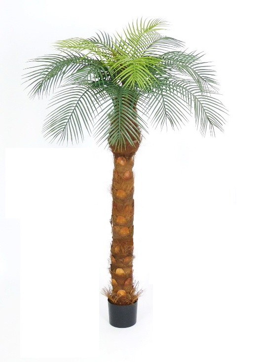 Phoenix palma, 170cm