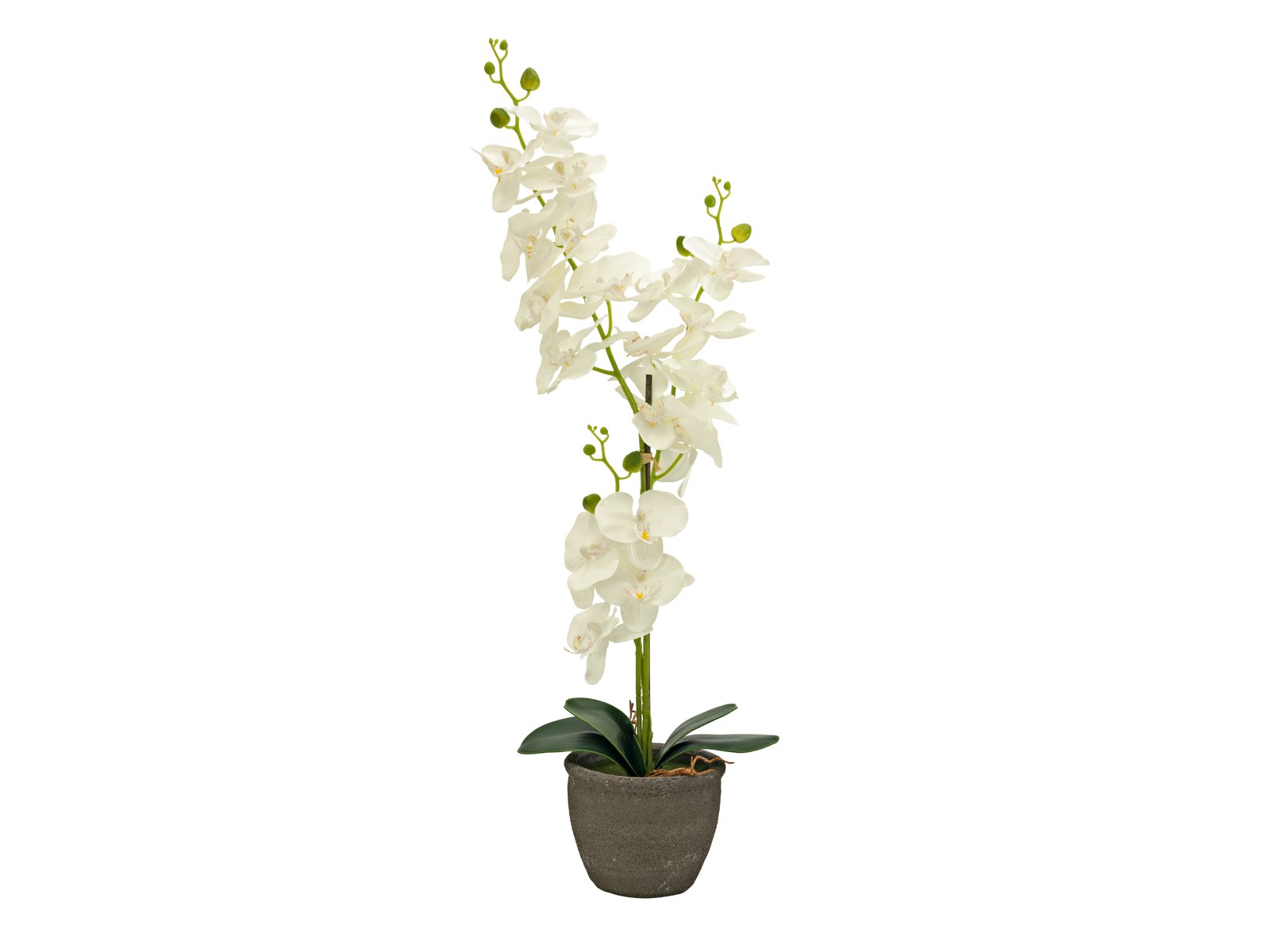 Orchidej v květináči -  krémová, 80cm