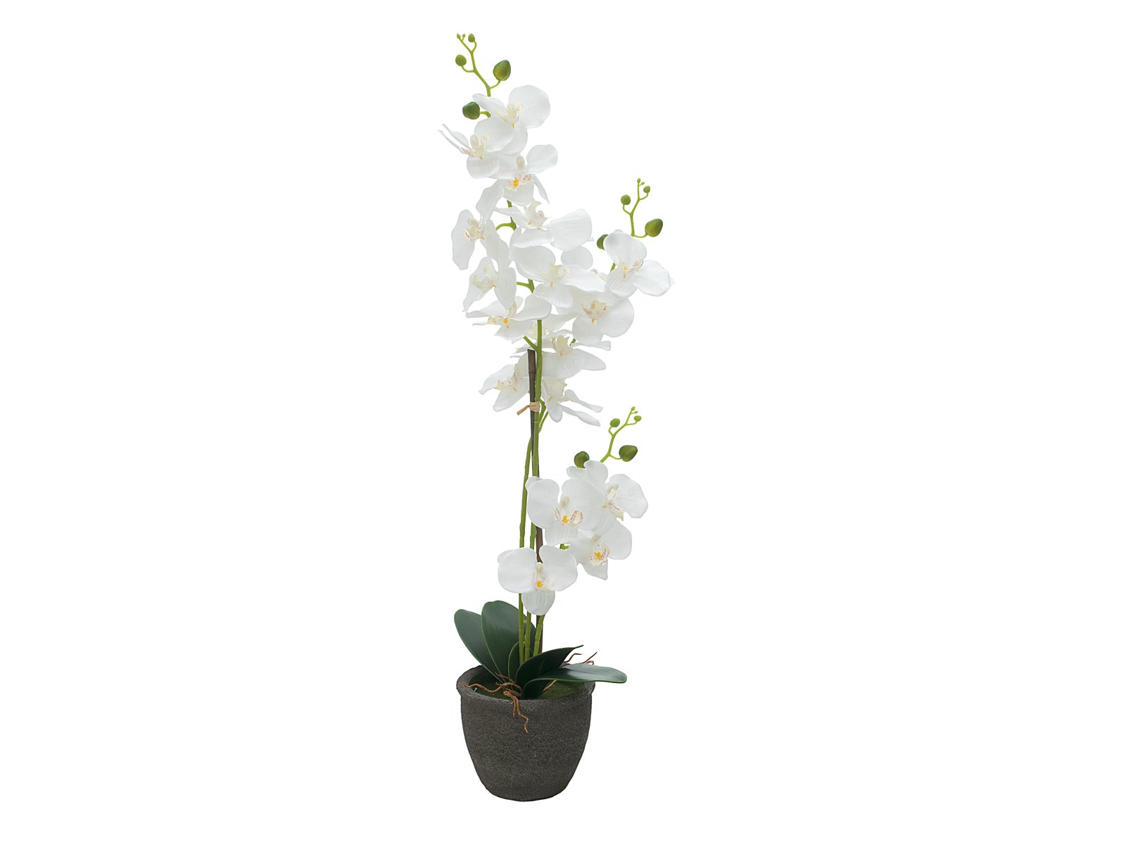 Orchidej v květináči -  bílá, 80cm