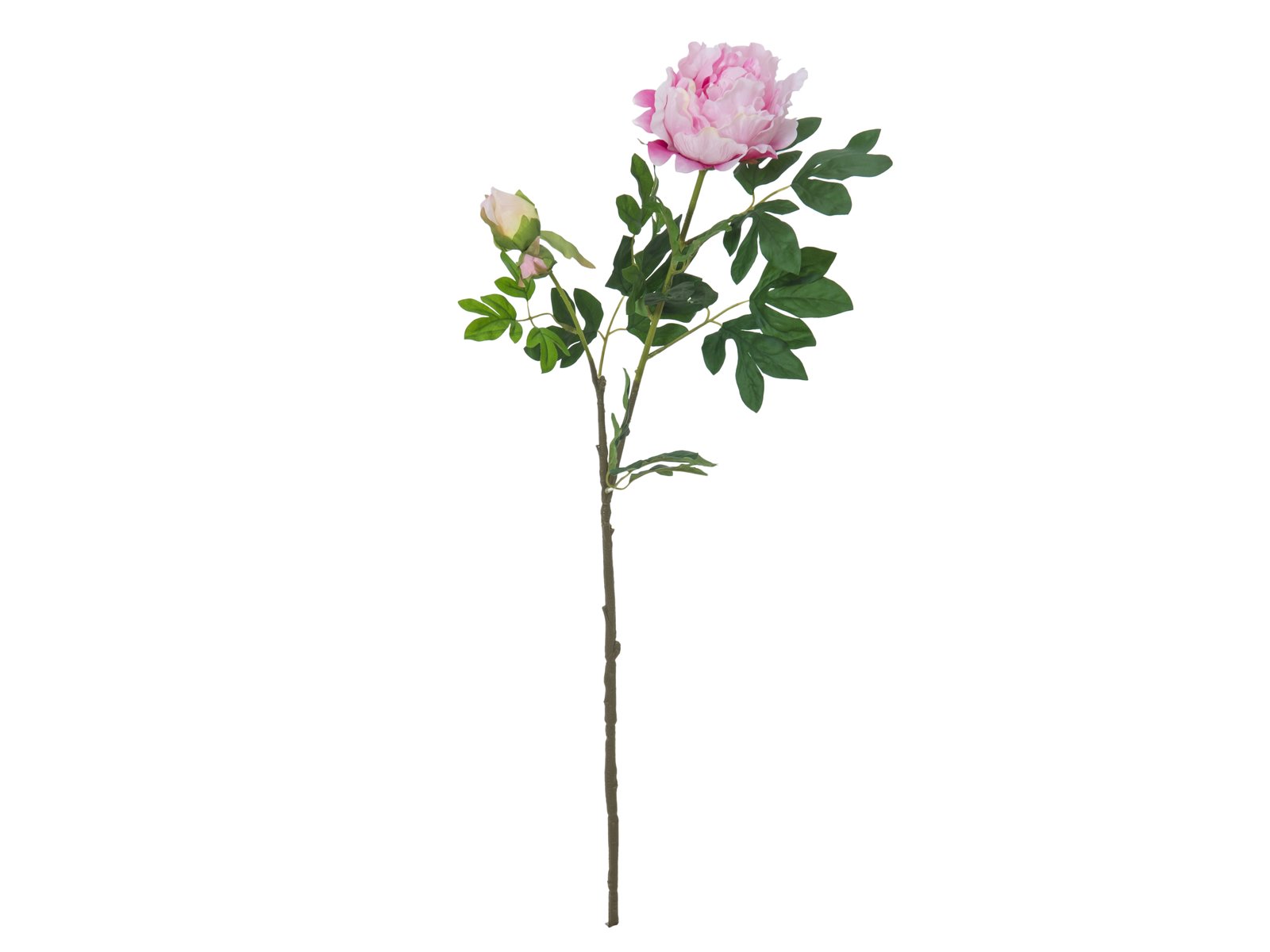 Pelargonie růžová deluxe, 100 cm