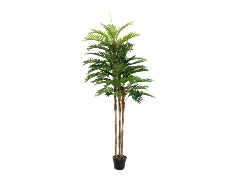 Kentia palma - přírodní kmeny, 180cm