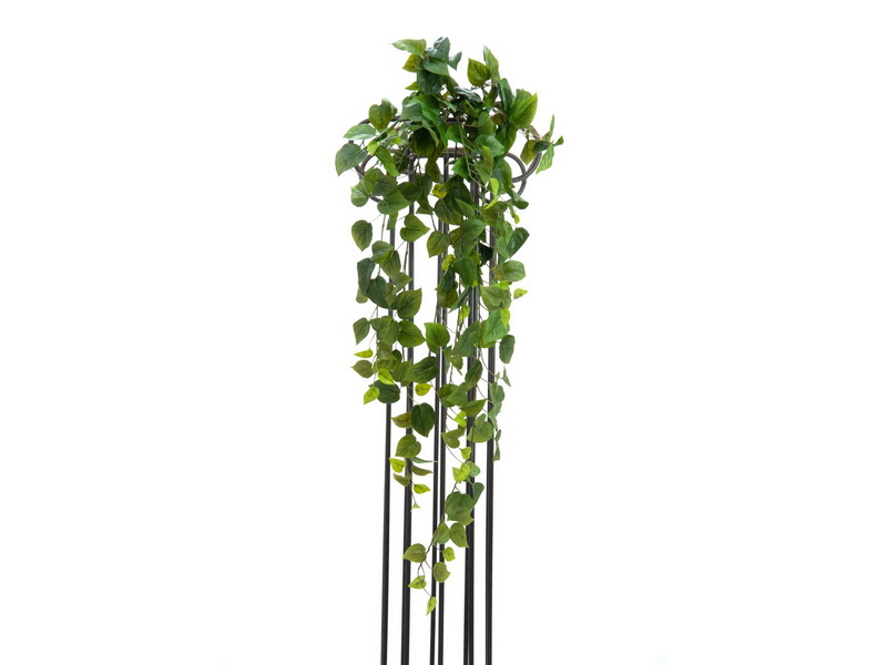 Philodendron popínavý premium, 100cm