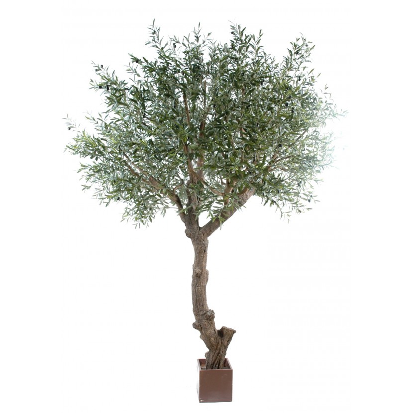 Olivovník strom, 270cm