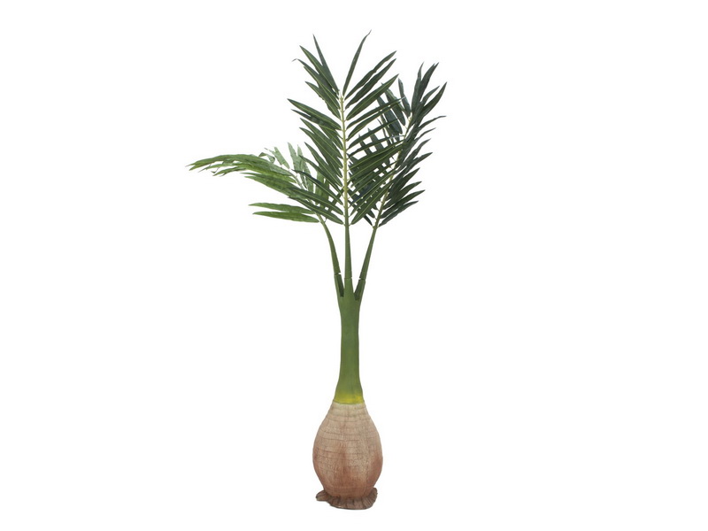Phoenix palma s baňkovým kmenem, 240cm