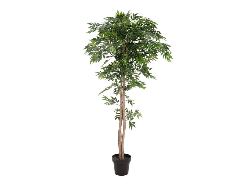 Fíkus longifolia, přírodní kmeny, 165cm