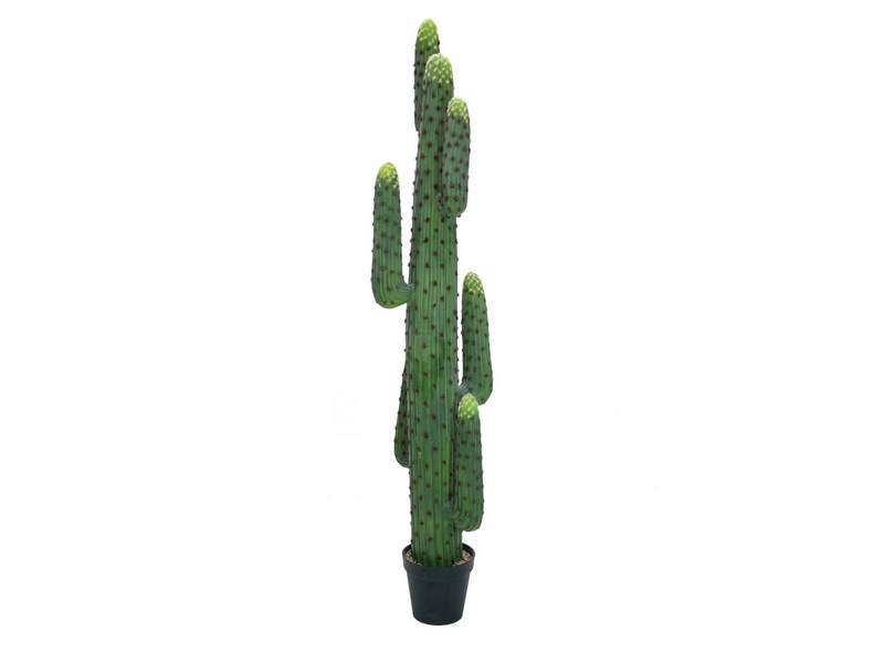 Mexický kaktus, 173cm