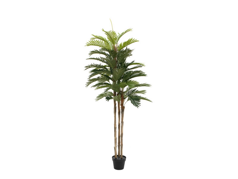 Kentia palma přírodní kmeny, 150cm