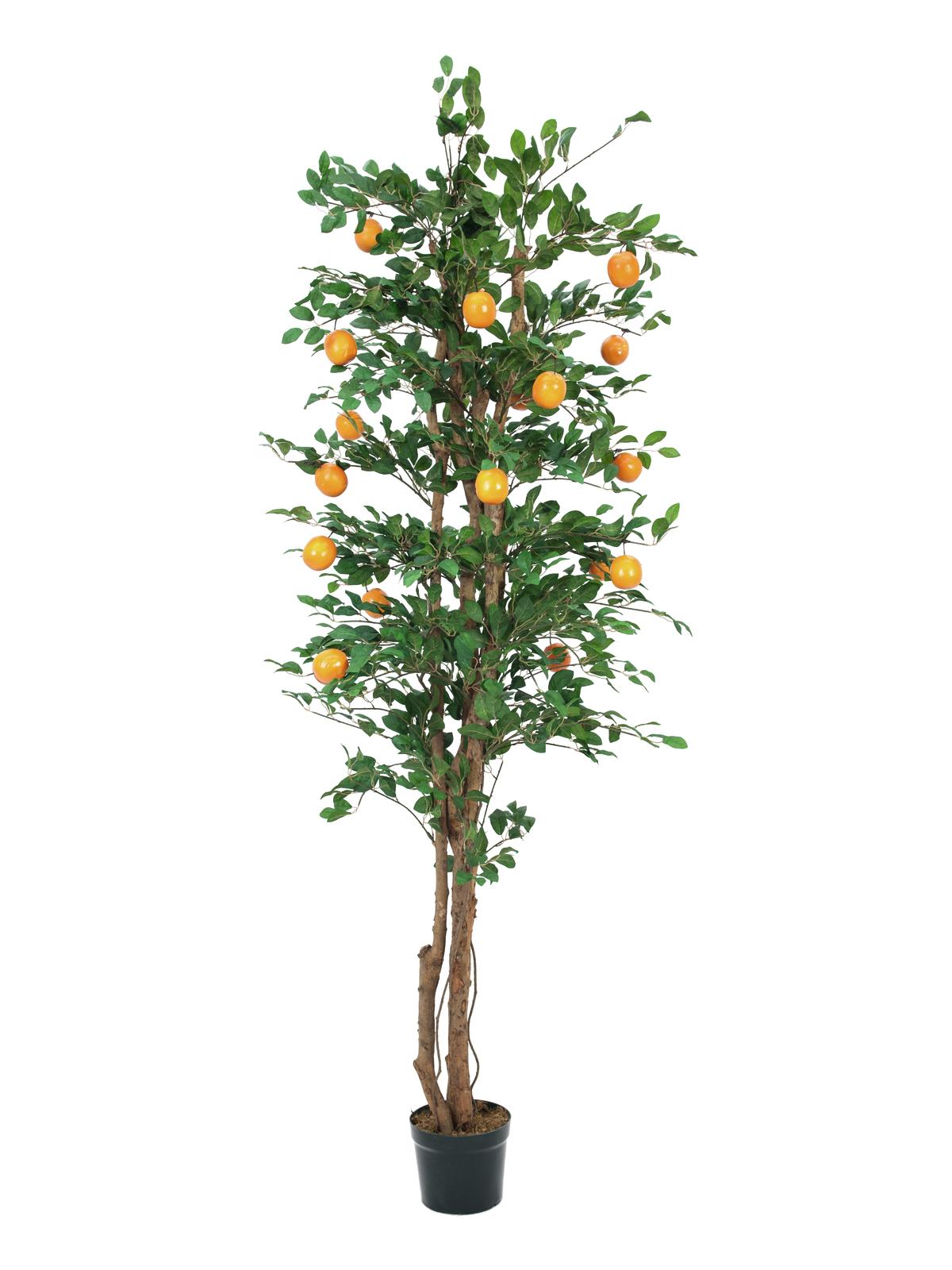 Pomerančovník 240 cm