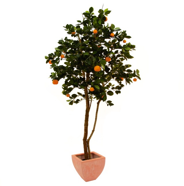 Mandarinka strom, 120 cm