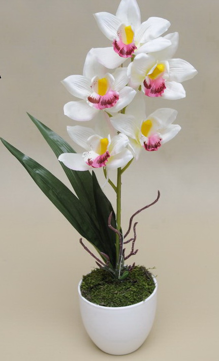 Cymbidium v květináči, bílá, 55cm