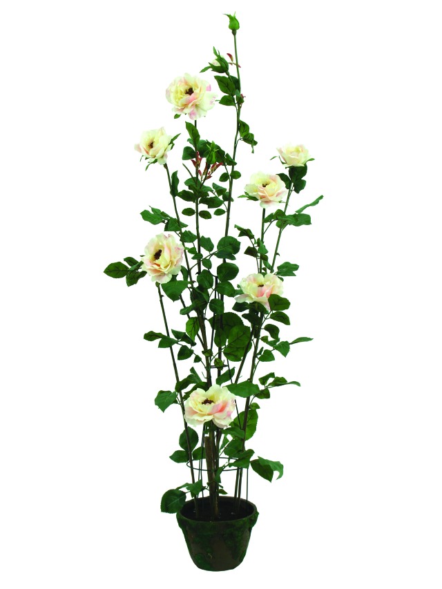 Keřík růže v květináči 140 cm
