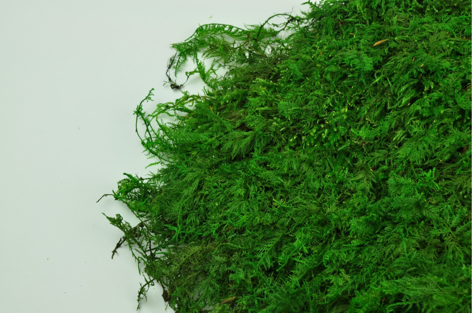 Stabilizovaný mech kapradinový Francie 1kg - zelená