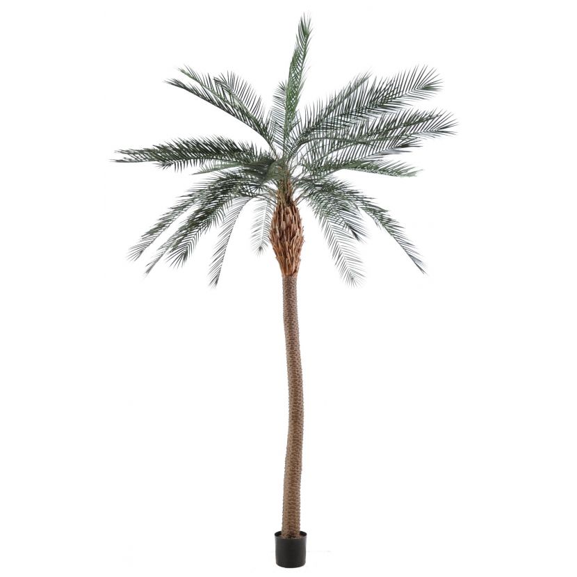 Phoenix palma tenký kmen, 280cm