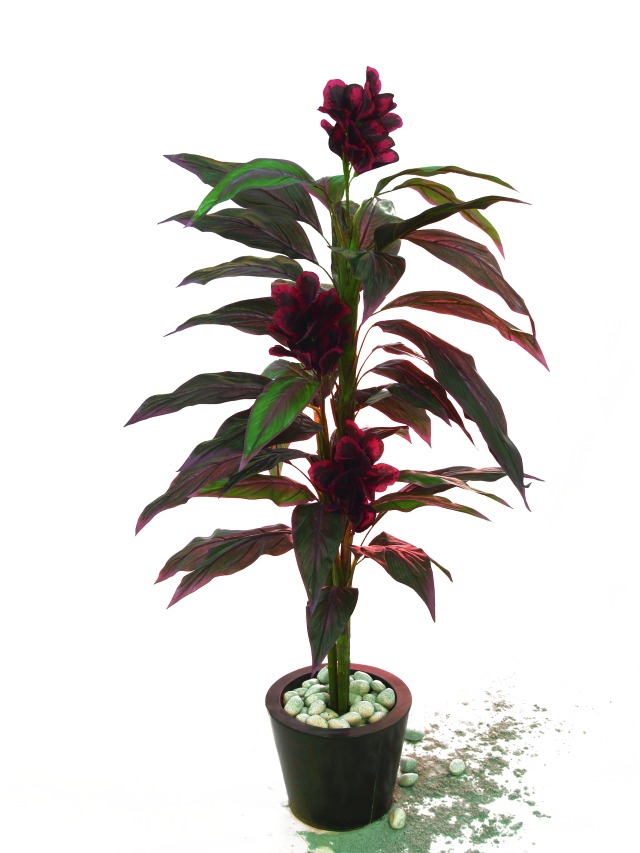 Canna  červeno / černé květy   150cm