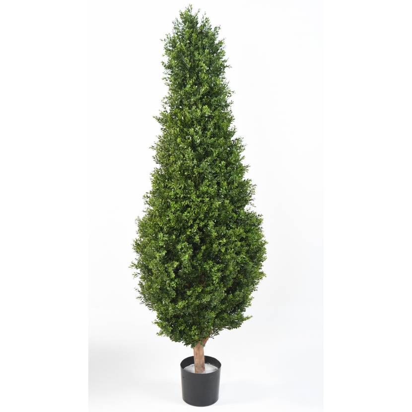 Buxus strom klasik, 185cm