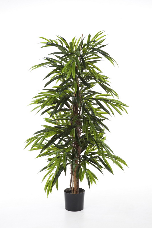 Longifolia deluxe, 150cm