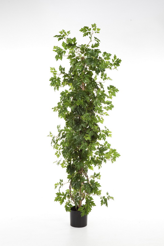 Cissus strom deluxe, 150cm