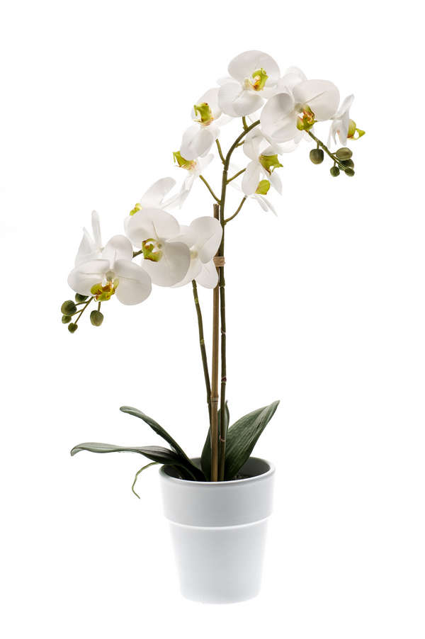 Orchidej v květináči, 65cm
