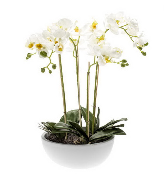 Orchidej v misce, 60cm
