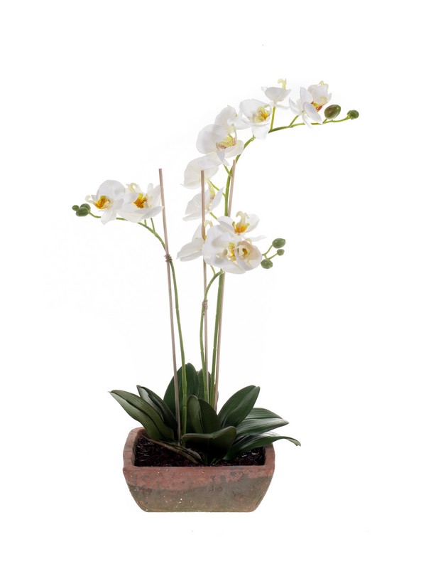 Orchidej v květináči, 50cm