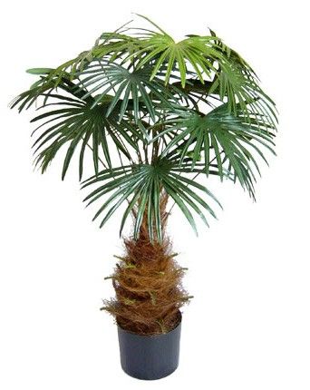 Vějířovitá palma, 95cm