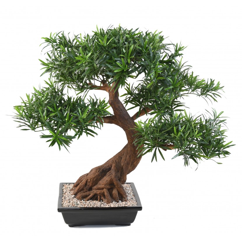 Podocarpus bonsai deluxe, 78cm
