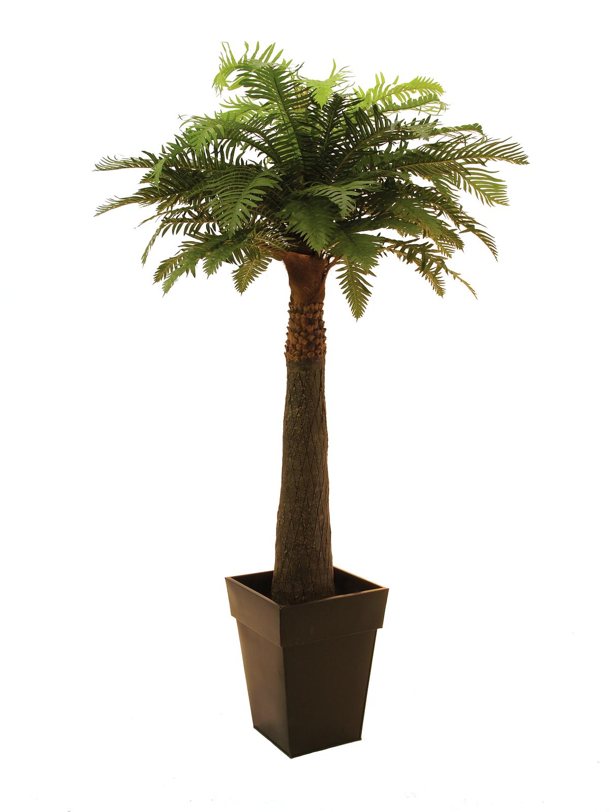 Kapradinová palma - 1 kmen, 180 cm