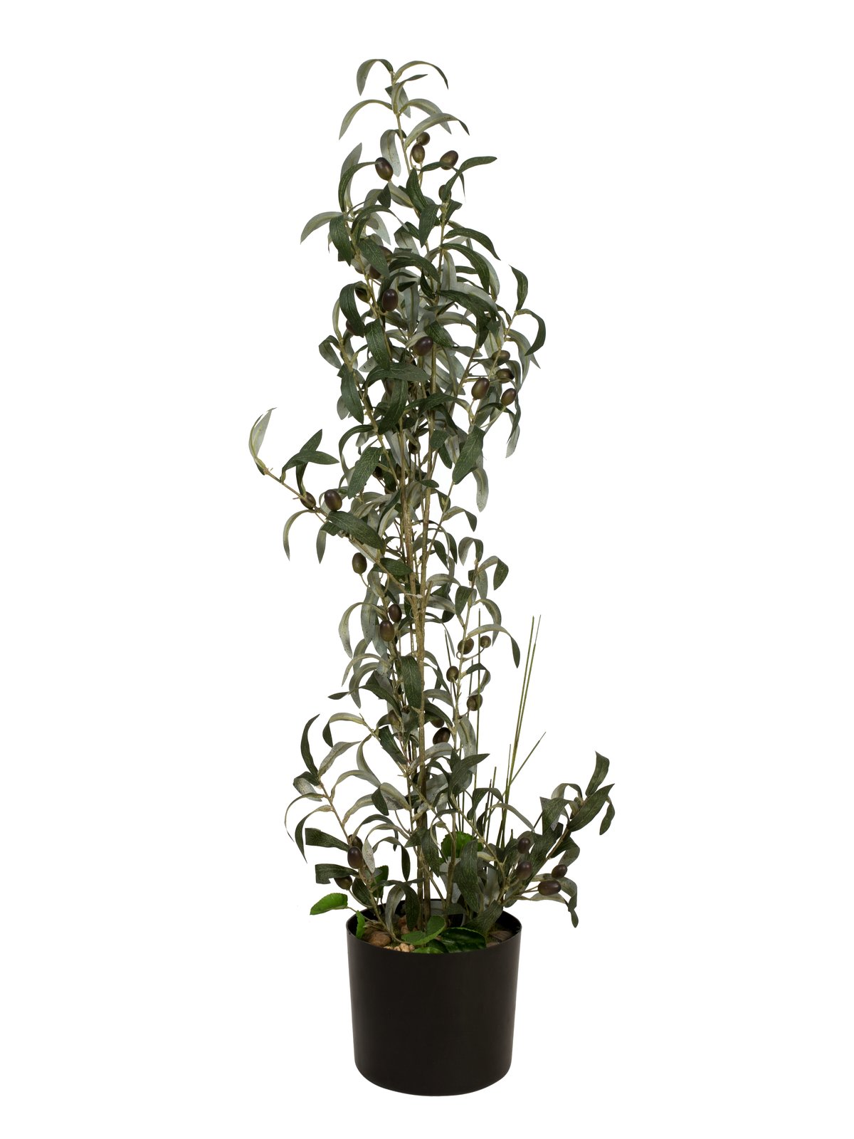 Olivovník, 104 cm