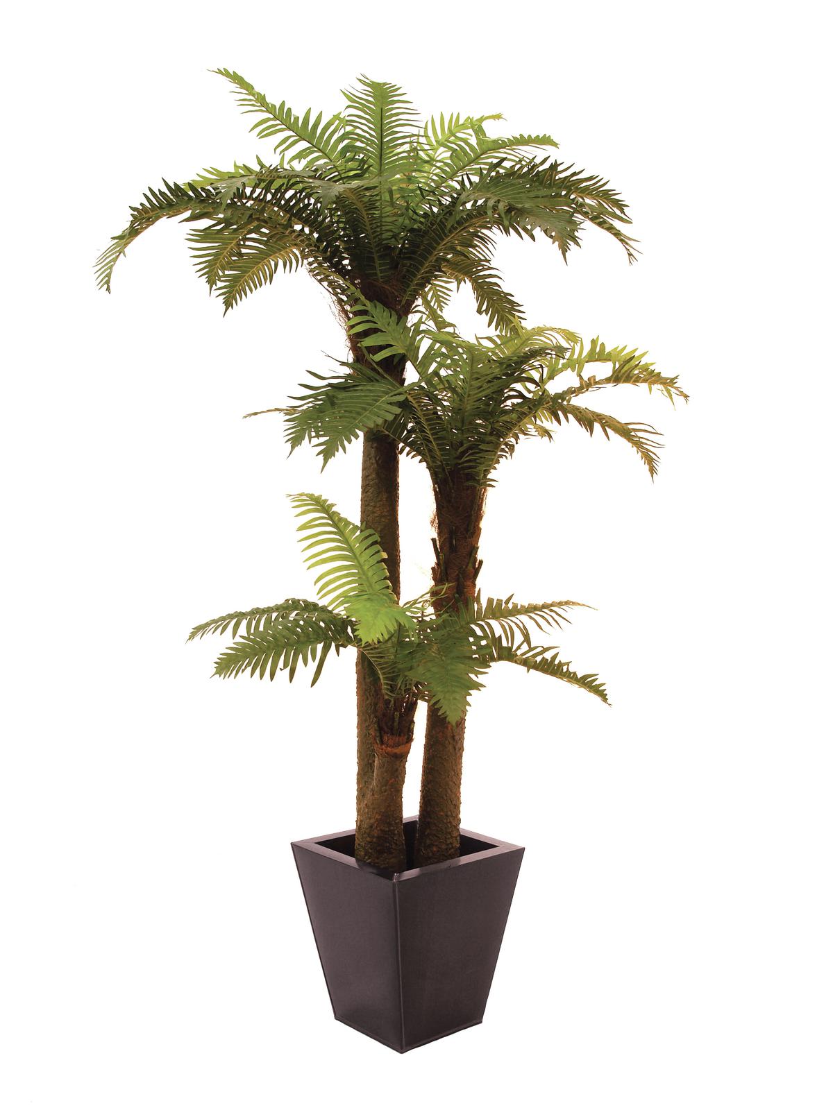 Kapradinová palma - 2 kmeny, 160 cm
