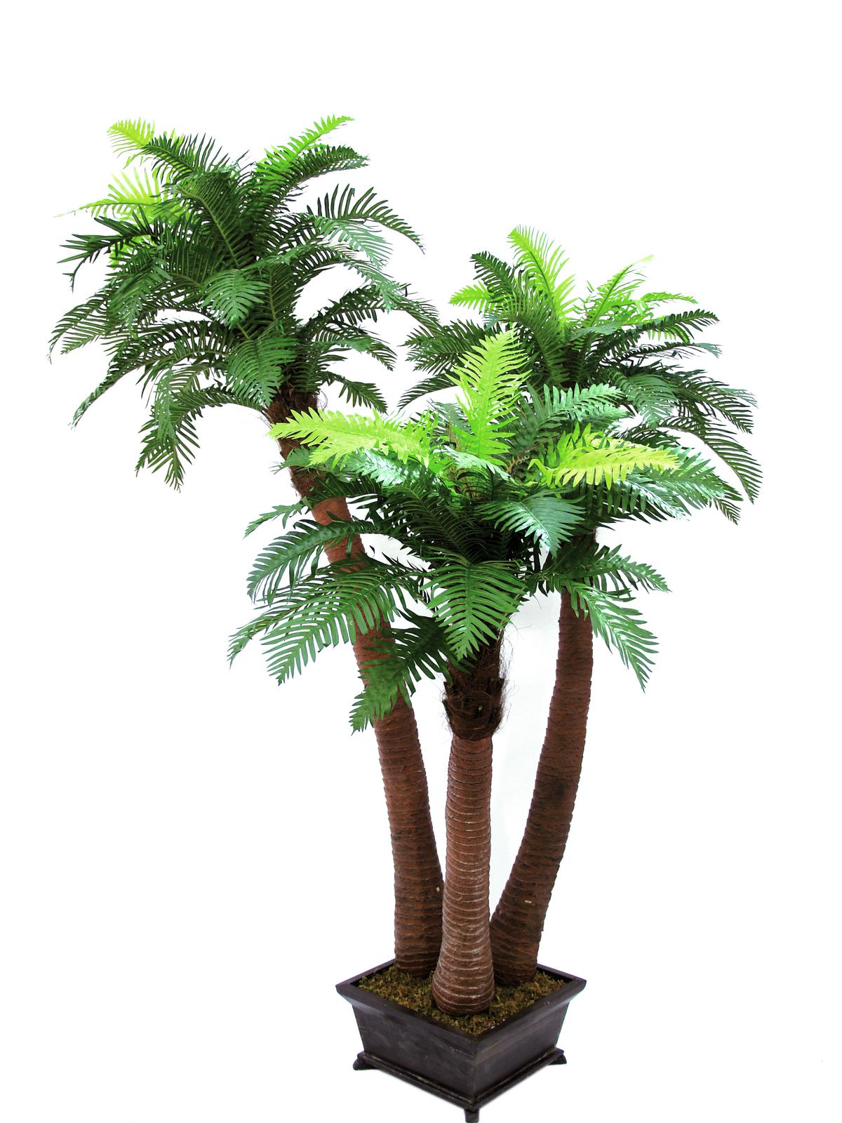 Kapradinová palma - 3 kmeny v květináči, 240 cm